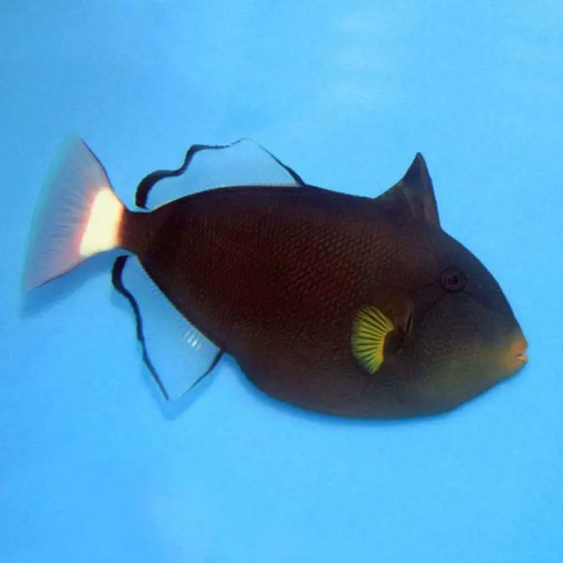 Pink Tail Trigger - Melichthys vidua - Large