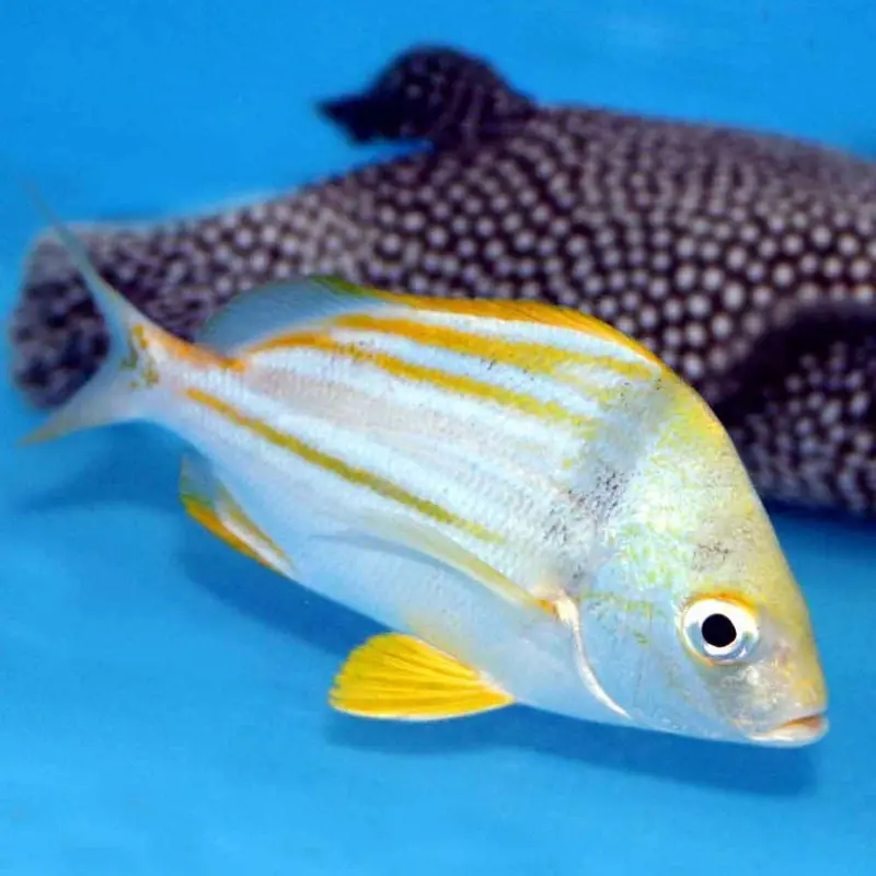 Porkfish - Anisotremus virginicus - Small