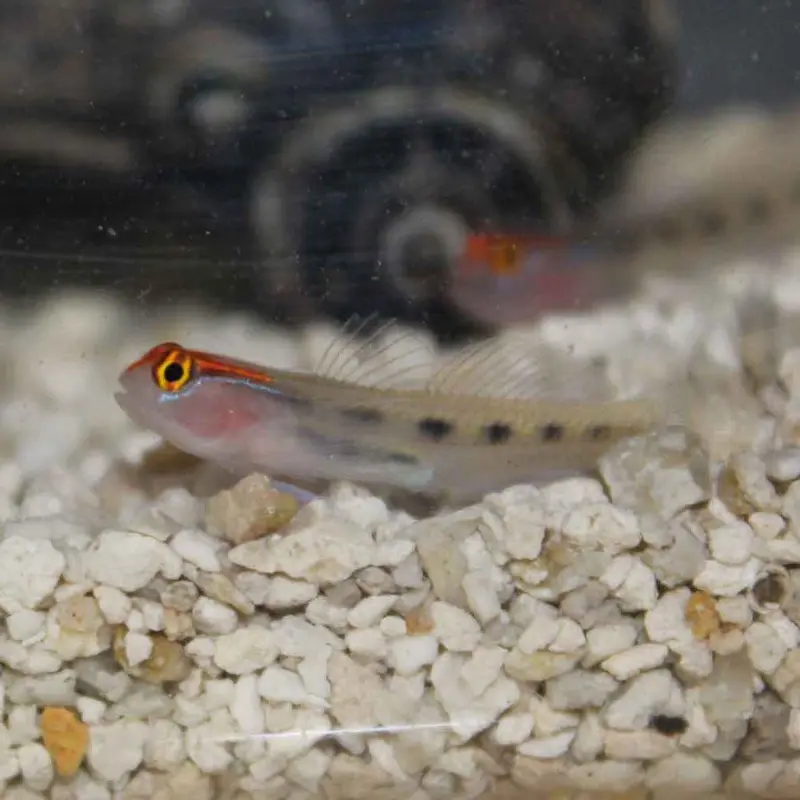 Redhead Goby - Elacatinus puncticulatus - CB