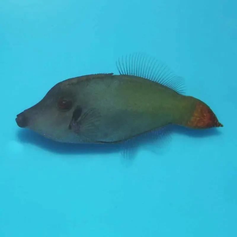 Redtail Filefish - Pervagor melanocephalus - Green Variant