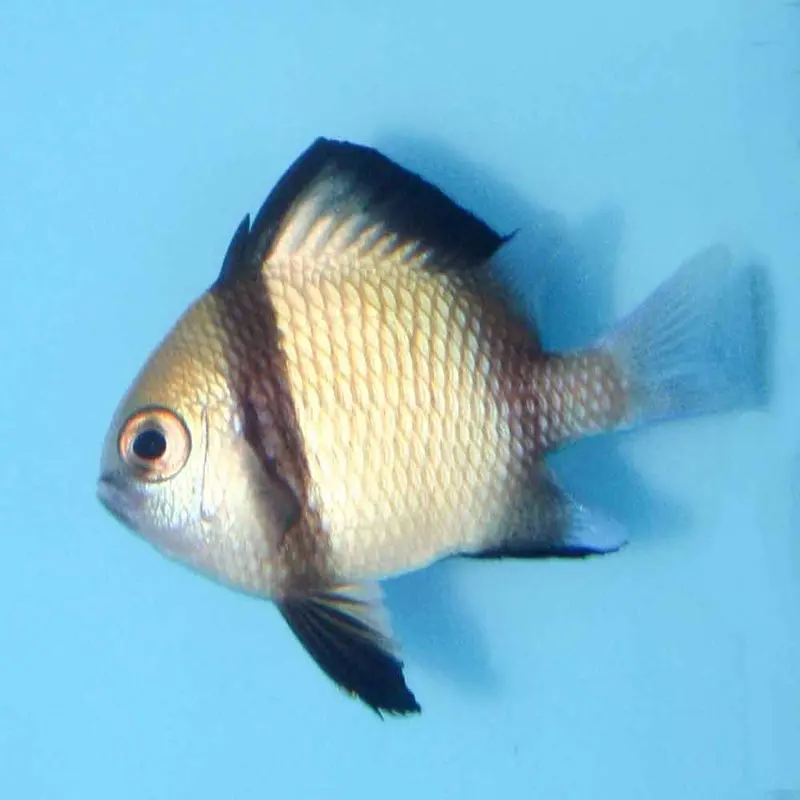 Reticulated Damsel - Dascyllus reticulatus