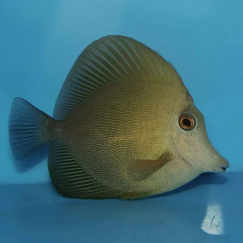 Scopas Tang - Zebrasoma scopas - Small