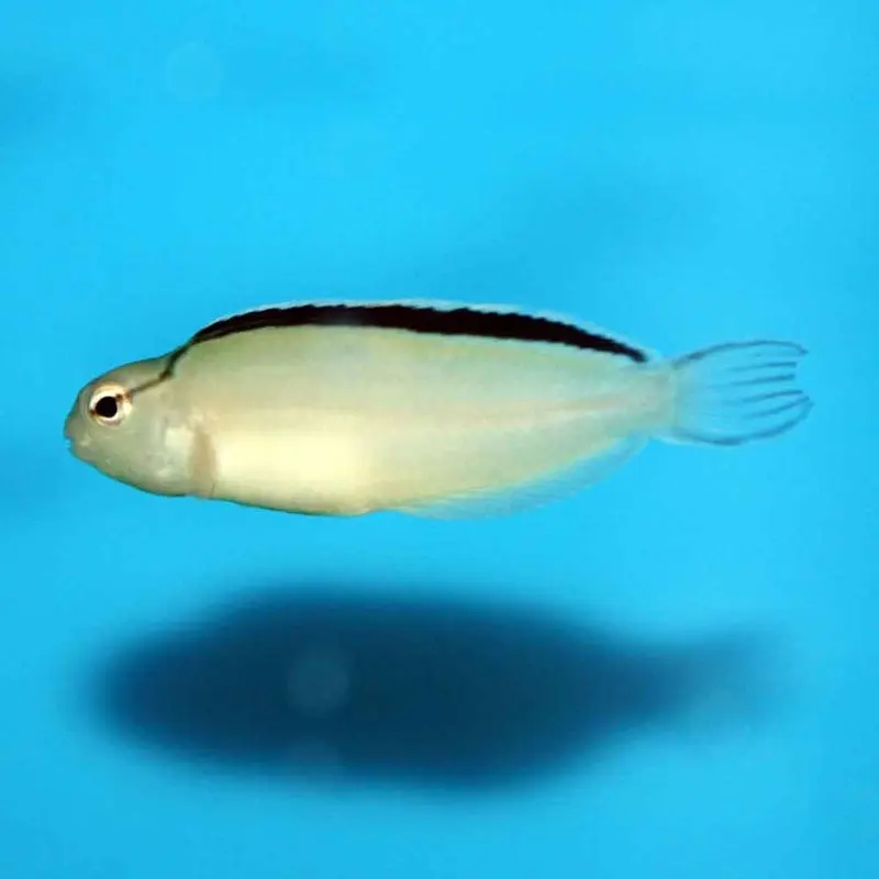 Smith's Blenny - Meiacanthus smithi