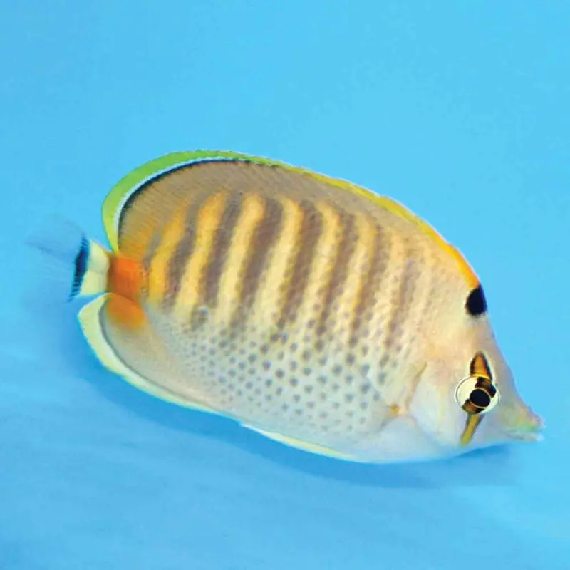 Spotband Butterfly - Chaetodon punctatofasciatus - Small/Medium