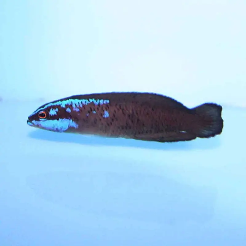 Springer's Dottyback - Pseudochromis springeri - CB
