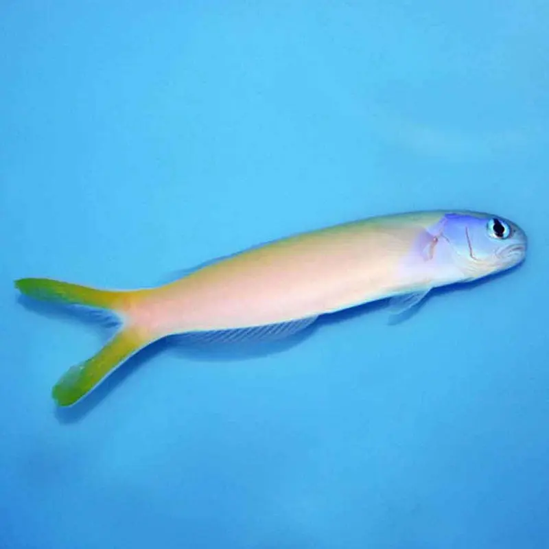 Starck's Tilefish - Hoplolatilus starcki - Small/Medium