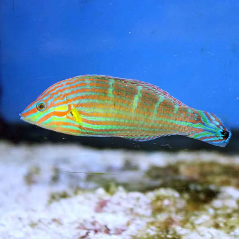 Tail-spot Wrasse - Halichoeres melanurus - Small/Medium