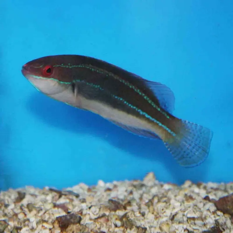 Threadfin Fairy Wrasse - Cirrhilabrus temminckii - Male