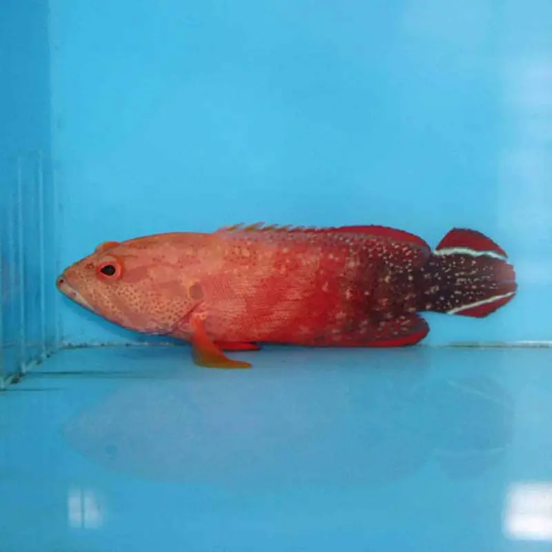 V-Tail Grouper - Cephalopholis urodeta - Medium