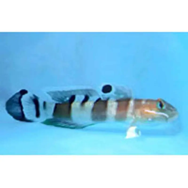 Wide-barred Sleeper Goby - Valenciennea wardii - Large