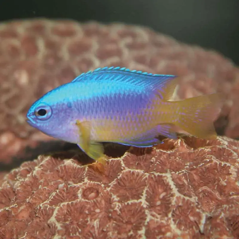 Yellow Belly Damsel - Pomacentrus auriventris