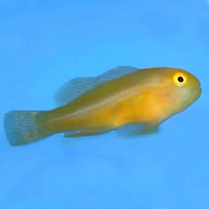 Yellow Clown Goby - Gobiodon okinawae - Small/Medium