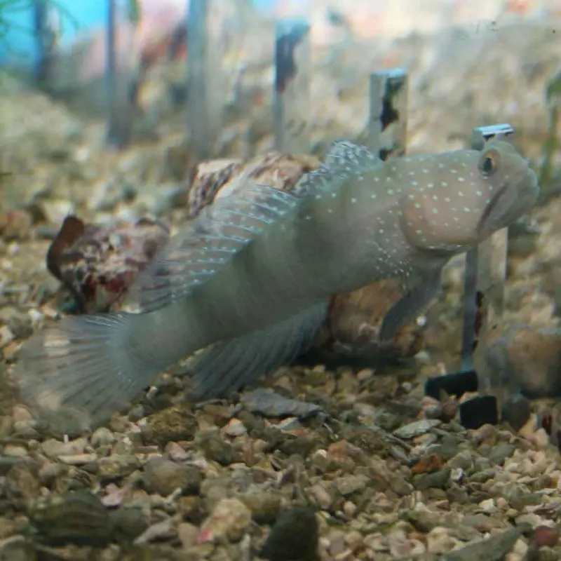 Yellow Watchman Goby - Cryptocentrus cinctus - CB