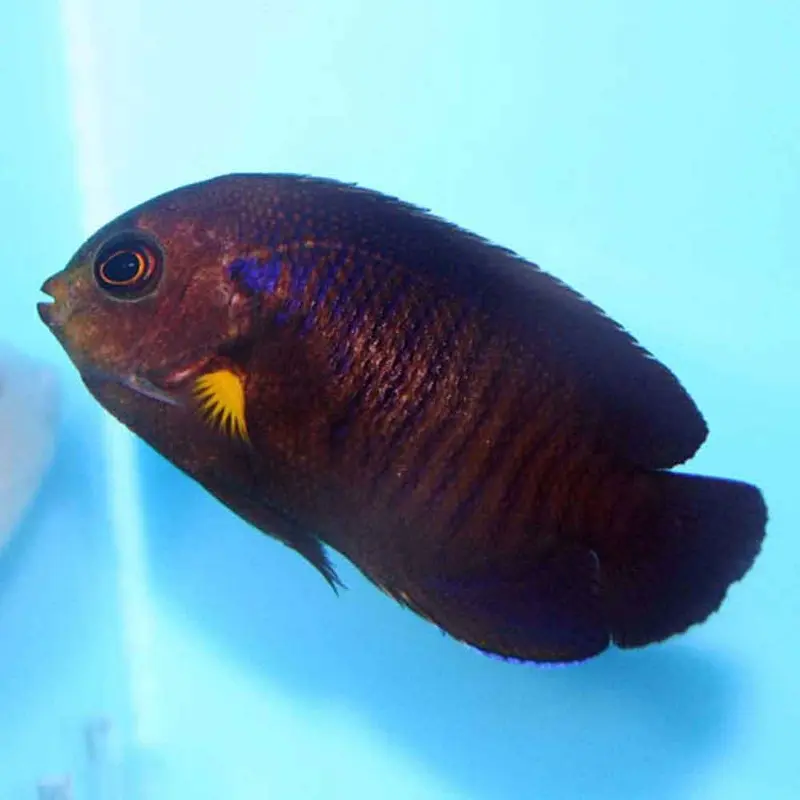 Yellowfin Pygmy Angel - Centropyge flavipectoralis