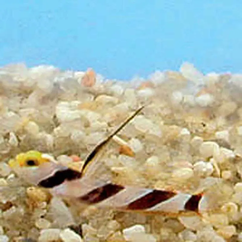 Black-rayed Shrimp Goby - Stonogobiops nematodes