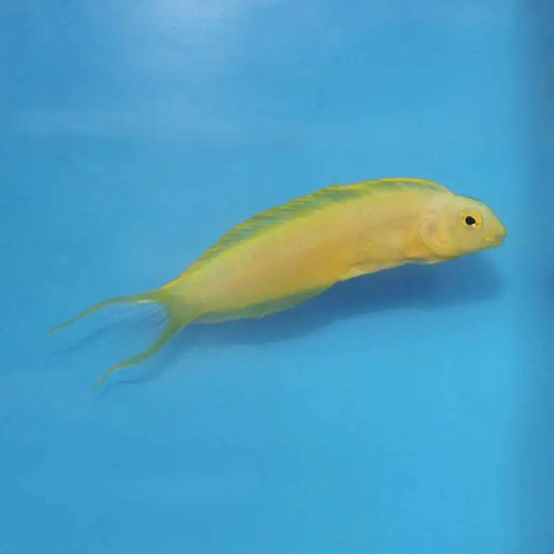 Canary Blenny - Meiacanthus oualaunensis