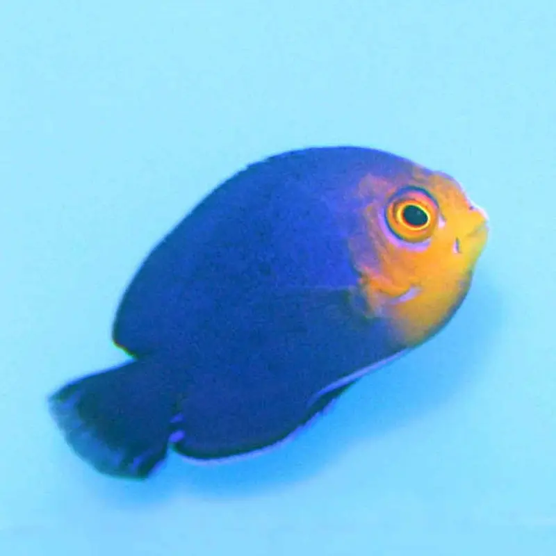 Cherub Pygmy Angel - Centropyge argi