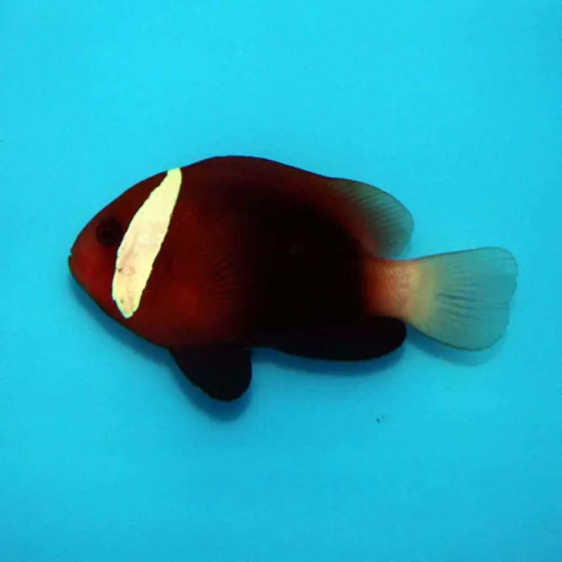 Cinnamon Clownfish - Amphiprion melanopus - Small CB