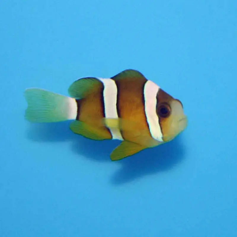 Clark's Clownfish - Amphiprion clarkii - Small CB