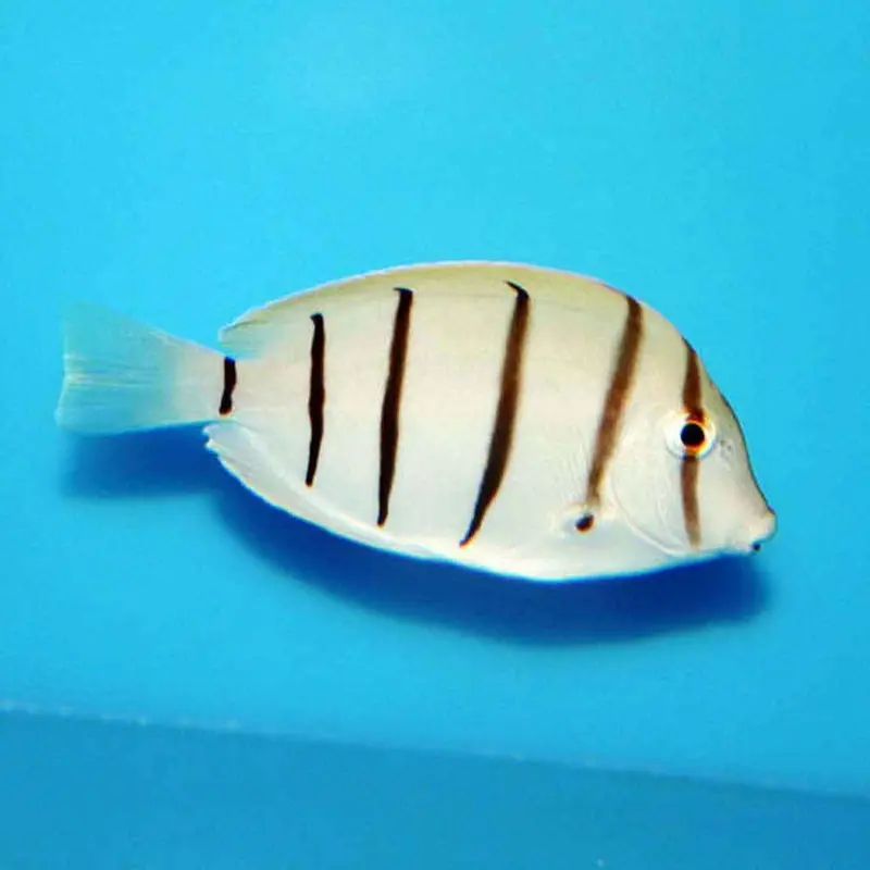 Convict Tang - Acanthurus triostegus - Large