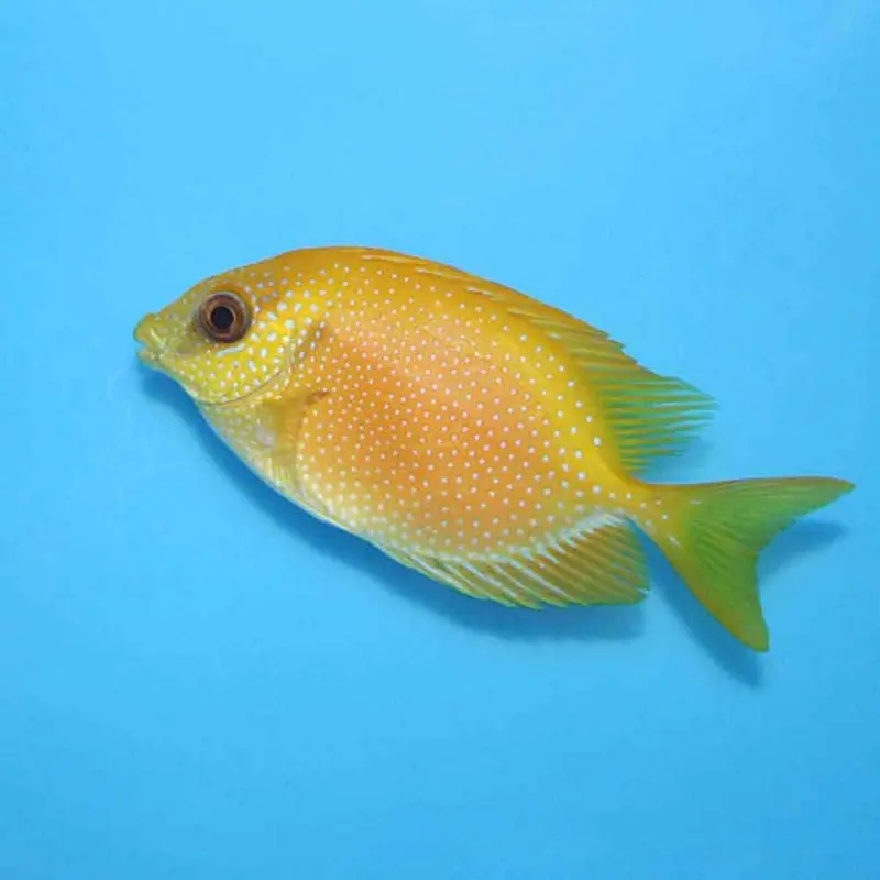 Coral Rabbitfish - Siganus corallinus - Medium