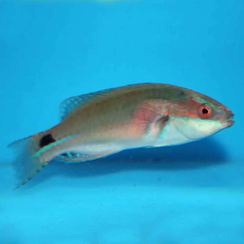 Exquisite Fairy Wrasse - Cirrhilabrus exquisitus - Adult