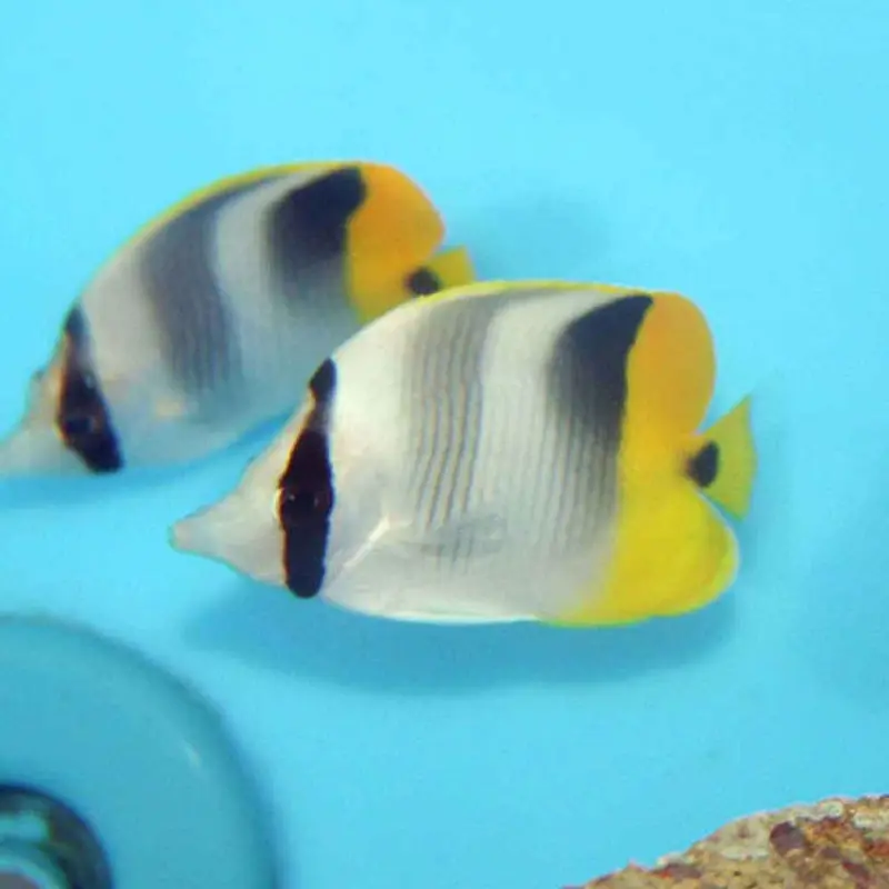 False Double Saddle Butterfly - Chaetodon ulietensis