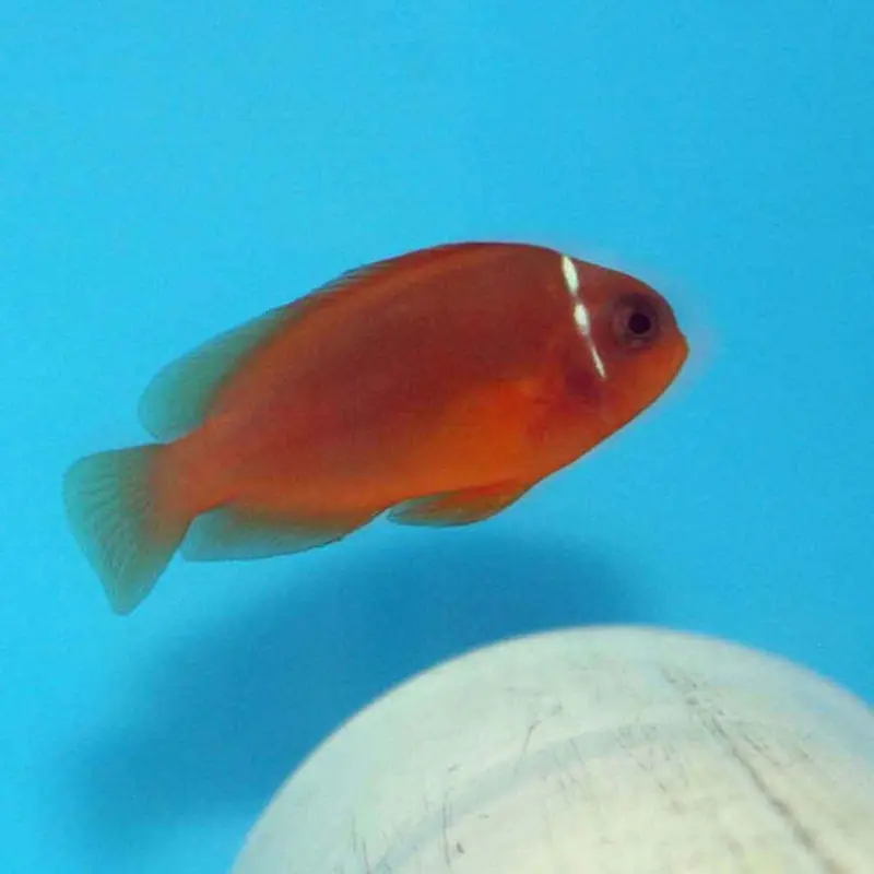 Fire Clownfish - Amphiprion ephippium - CB