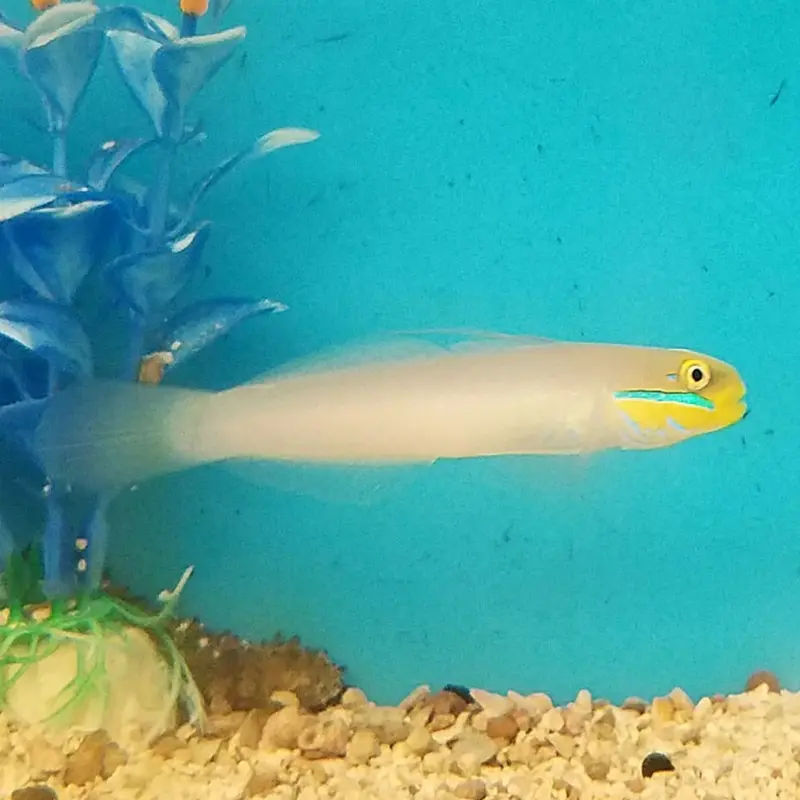 Gold Head Sleeper Goby - Valenciennea strigata - Large