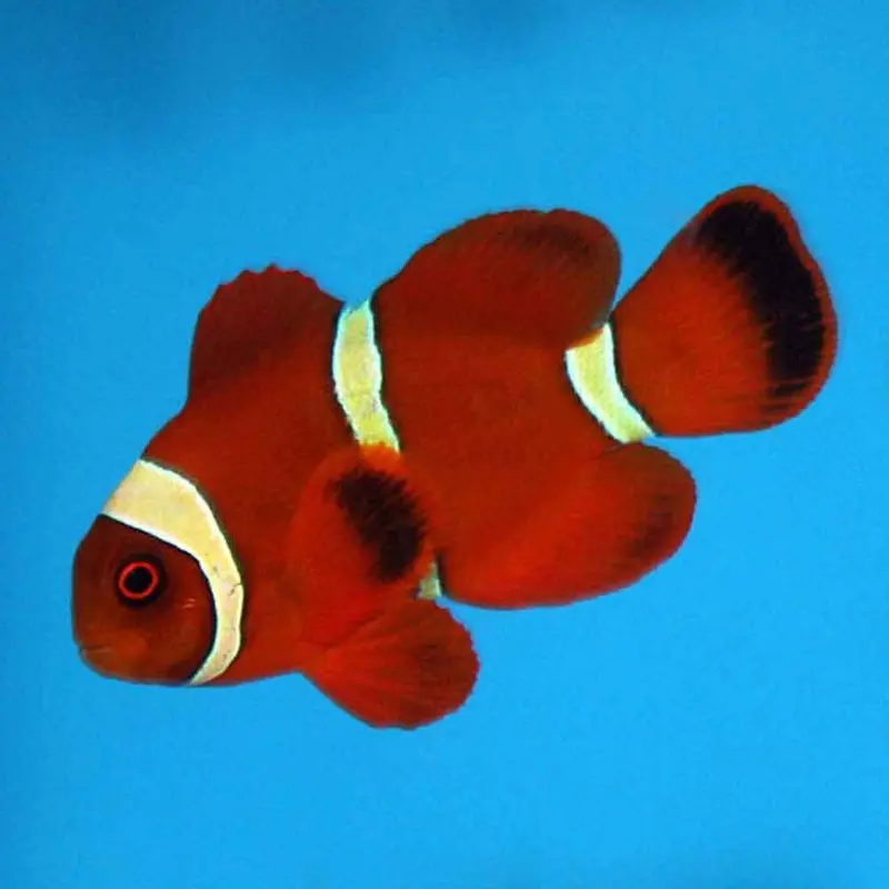 Goldstripe Maroon Clownfish - Premnas biaculeatus - Small CB