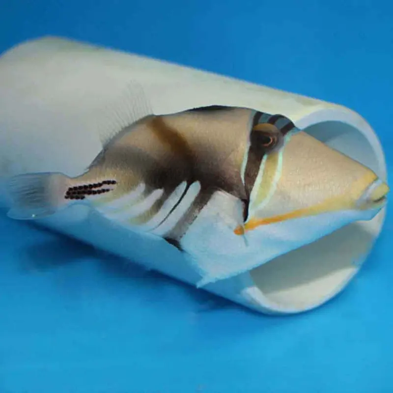 Huma Huma Trigger - Rhinecanthus aculeatus - Small