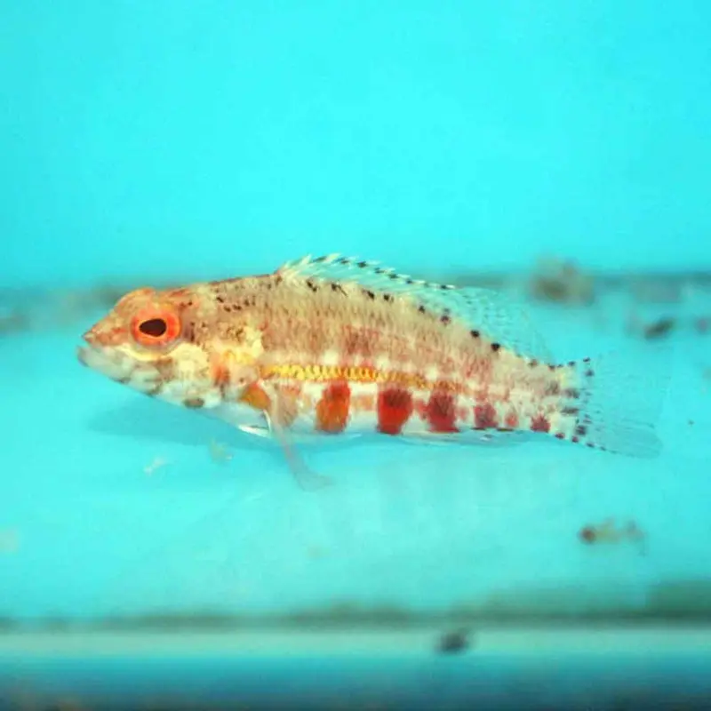 Lantern Bass - Serranus baldwini
