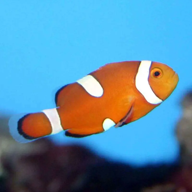 Misbar Ocellaris Clownfish - Amphiprion ocellaris - CB
