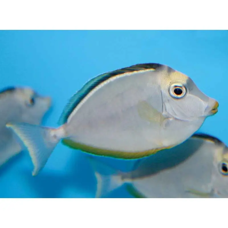 Naso Tang - Naso lituratus - Small/Medium