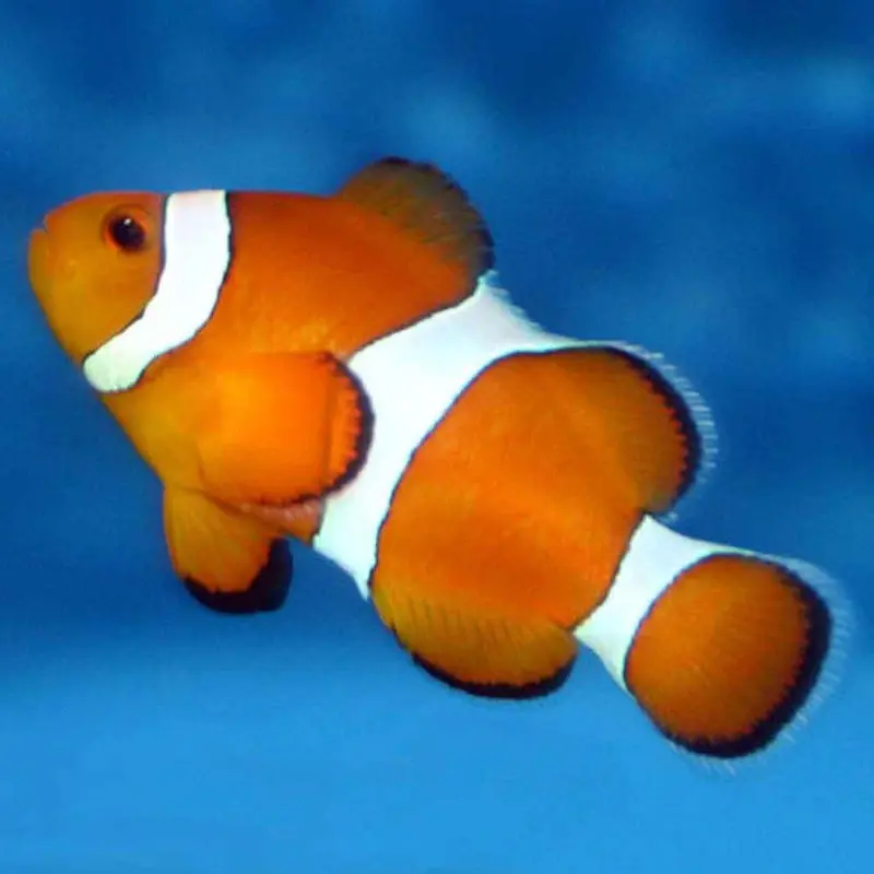 Ocellaris Clownfish - Amphiprion ocellaris - Medium CB