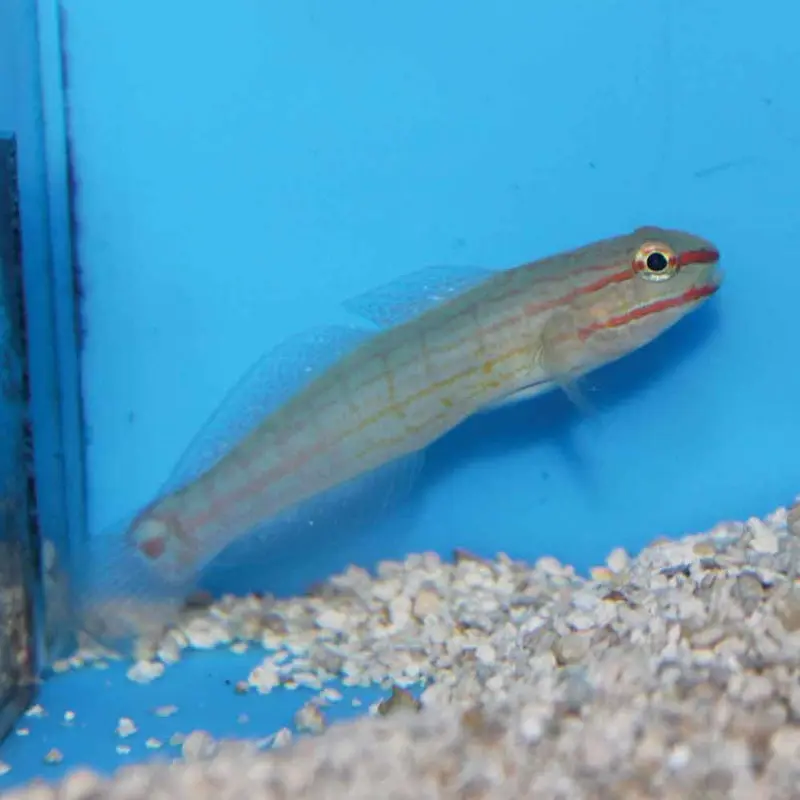 Orange-striped Goby - Amblygobius decussatus