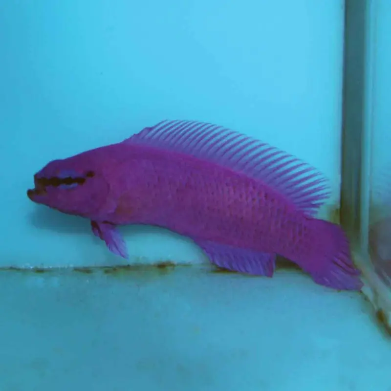 Orchid Dottyback - Pseudochromis fridmani - CB