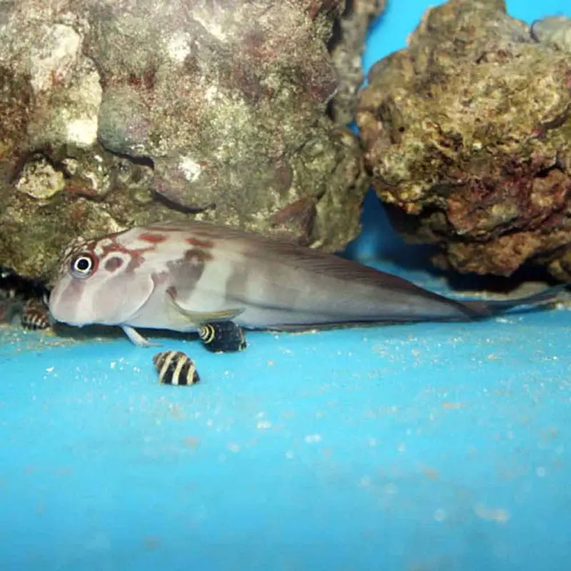Panamic Fanged Blenny - Ophioblennius steindachneri - Large