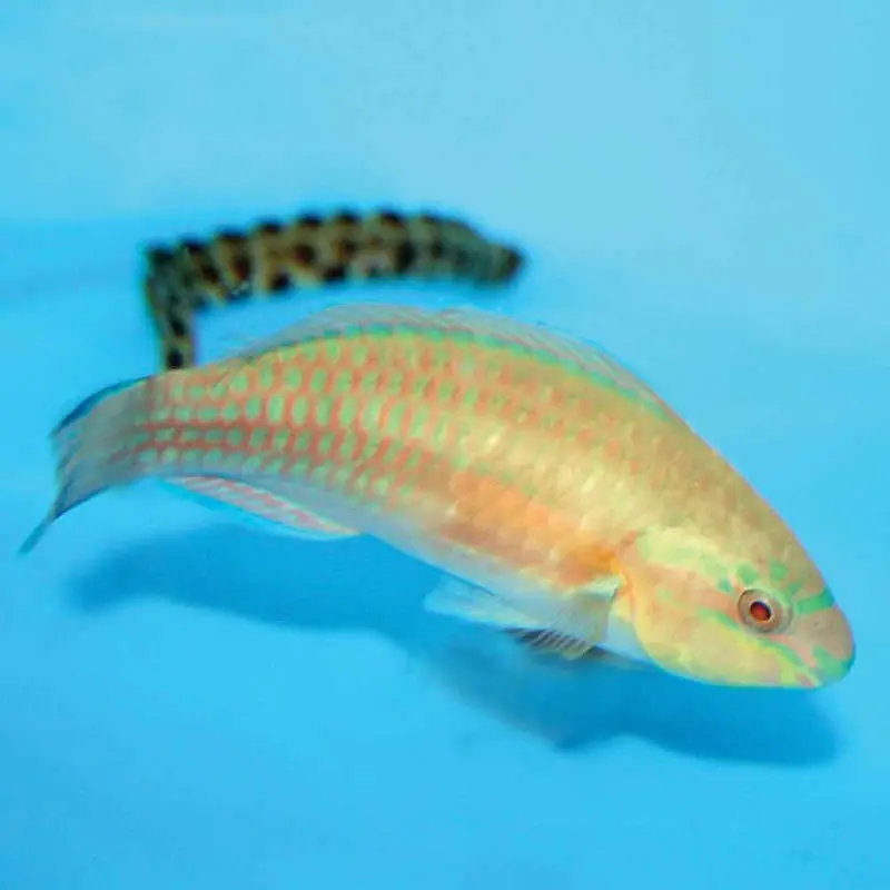 Princess Parrotfish - Scarus taeniopterus - Small