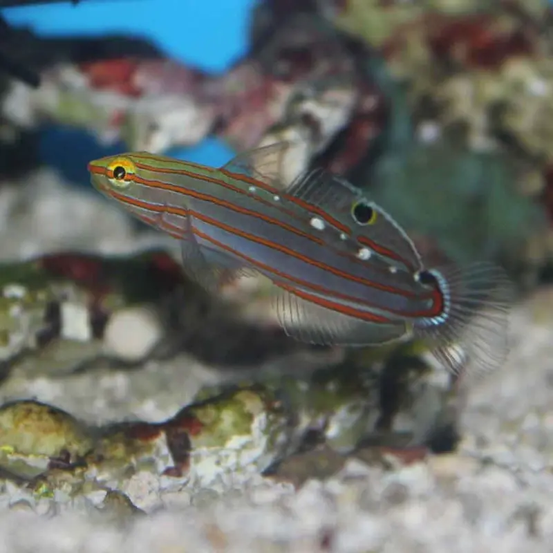 Rainford's Goby - Koumansetta rainfordi