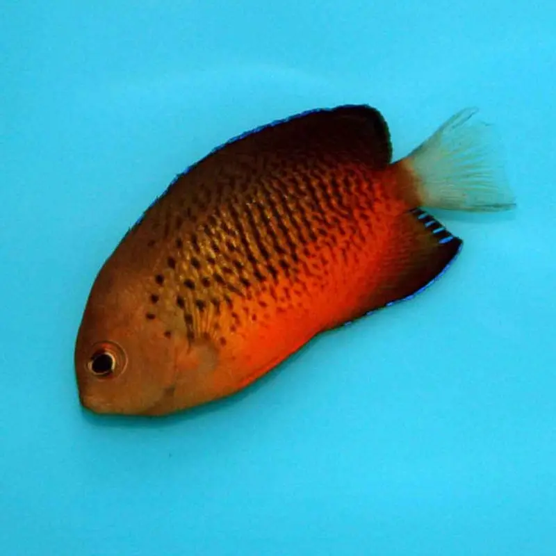 Rusty Pygmy Angel - Centropyge ferrugata - Small