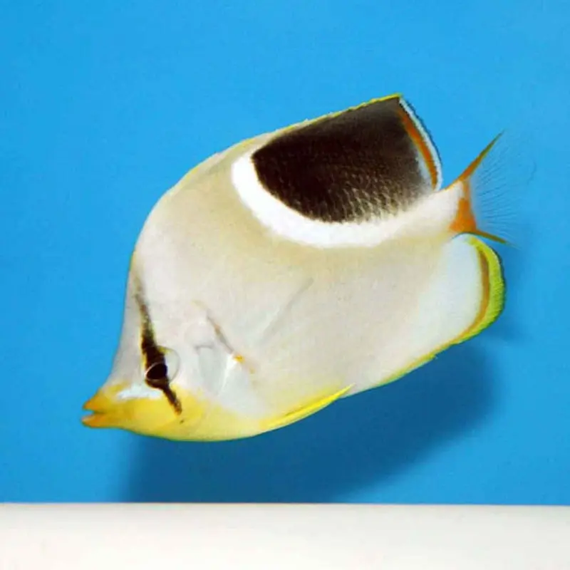 Saddleback Butterfly - Chaetodon ephippium - Medium