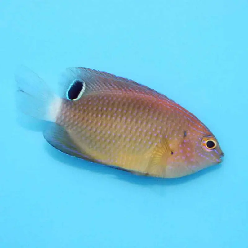 Speckled Damsel - Pomacentrus bankanensis - Juvenile