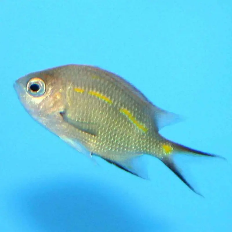 Spiny Chromis - Acanthochromis polyacanthus - Juvenile