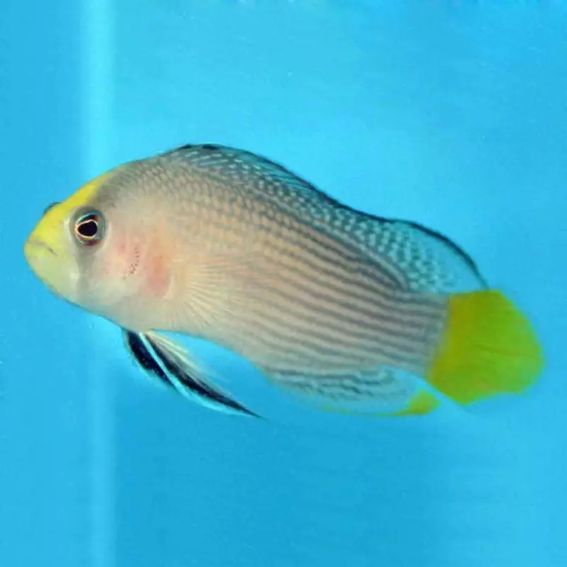 Splendid Dottyback - Manonichthys splendens - CB