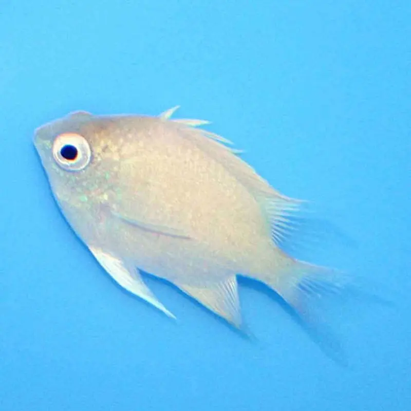 Staghorn Damsel - Amblyglyphidodon curacao - Small