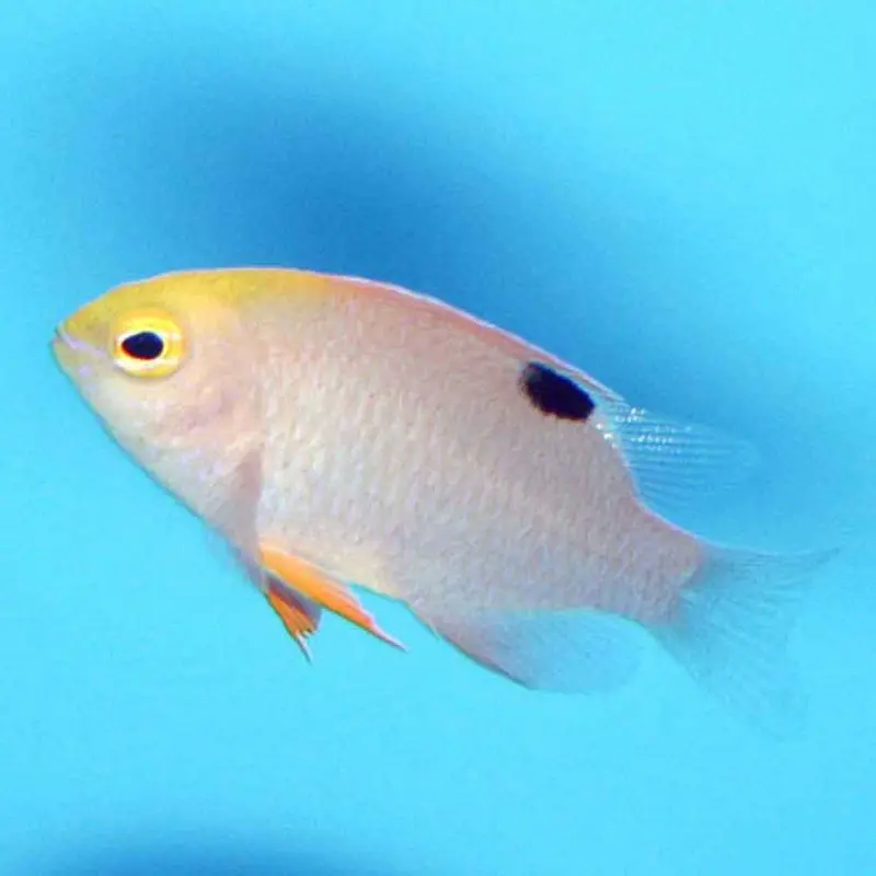 Talbot's Damsel - Chrysiptera talboti