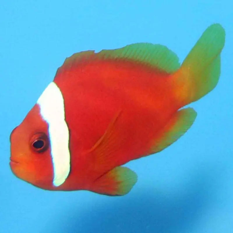 Tomato Clownfish - Amphiprion frenatus - Small CB
