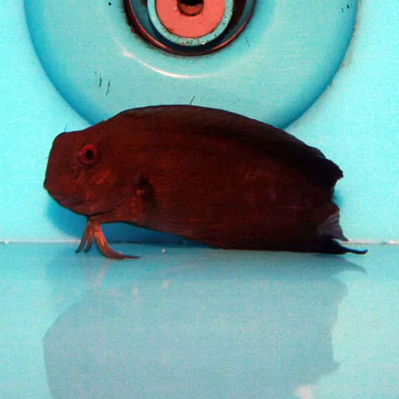 Tribal Blenny - Atrosalarias fuscus - Medium