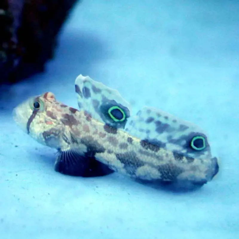Twin Spot Signal Goby - Signigobius biocellatus
